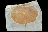 Fossil Leaf (Zizyphoides) - Montana #101879-1